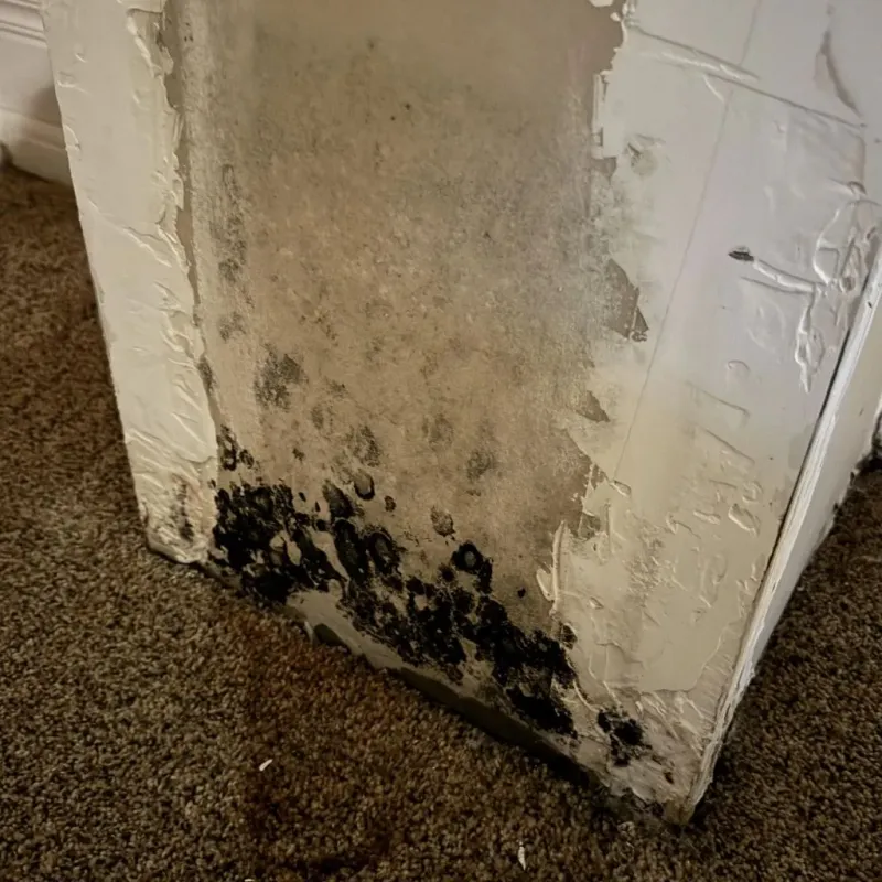 Professional Mold Removal in Blasdell, NY